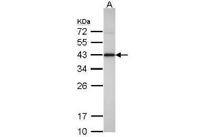 WB Image Sample(30 ug whole cell lysate) A: Hep G2 , 12% SDS PAGE antibody diluted at 1:500 (IDH3A antibody)
