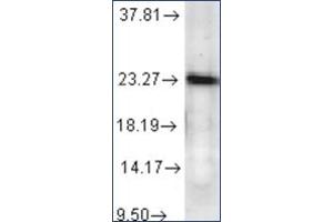 Western Blotting (WB) image for anti-Prostaglandin E Synthase 3 (Cytosolic) (PTGES3) antibody (ABIN263974) (PTGES3 antibody)