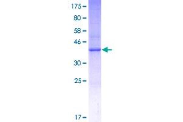 MS4A15 Protein (AA 1-147) (GST tag)