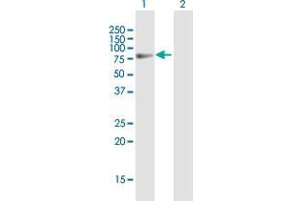 SFRS12 antibody  (AA 1-508)