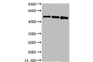 Western blot analysis of 1) MCF7, 2) Mouse Brain Tissue, 3) Rat Brain Tissue using MICU1 Monoclonal Antibody. (MICU1 antibody)