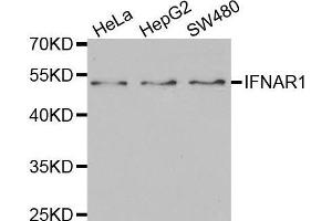 Western blot analysis of extracts of various cell lines, using IFNAR1 antibody. (IFNAR1 antibody  (AA 28-290))