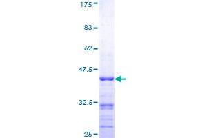 RAPGEF2 Protein (AA 1398-1487) (GST tag)