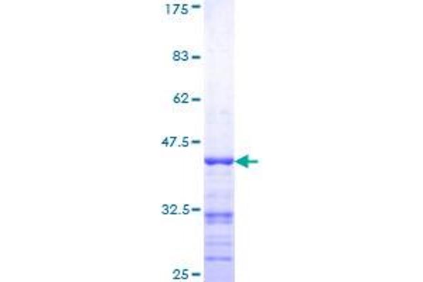 RAPGEF2 Protein (AA 1398-1487) (GST tag)