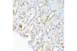 Immunohistochemistry of paraffin-embedded rat kidney using ADIPOQ Antibody. (ADIPOQ antibody)