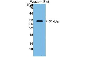 Western Blotting (WB) image for anti-Lipopolysaccharide Binding Protein (LBP) (AA 224-468) antibody (ABIN1859618) (LBP antibody  (AA 224-468))