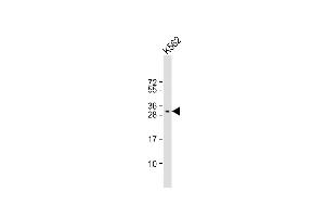 Anti-FAH1B2 Antibody (Center) at 1:1000 dilution + K562 whole cell lysate Lysates/proteins at 20 μg per lane. (PAFAH1B2 antibody  (AA 61-89))
