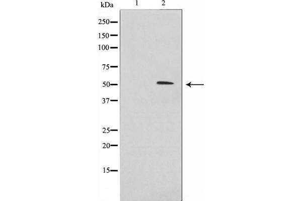 IRX2 antibody  (Internal Region)