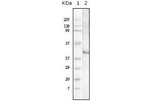 Western Blotting (WB) image for anti-Lipase A, Lysosomal Acid, Cholesterol Esterase (LIPA) antibody (ABIN1108046) (Lipase A antibody)