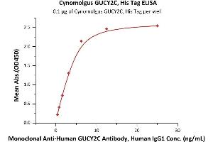 Immobilized Cynomolgus GUCY2C, His Tag (ABIN6973082) at 1 μg/mL (100 μL/well) can bind Monoclonal A GUCY2C Antibody, Human IgG1 with a linear range of 0. (GUCY2C Protein (AA 24-430) (His tag))