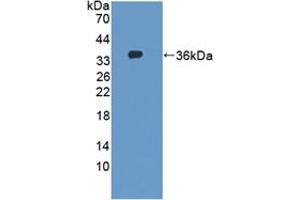 Figure. (DAPP1 antibody  (AA 1-280))