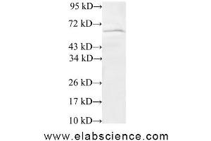 Western Blot analysis of 293T cells using TRIP4 Polyclonal Antibody at dilution of 1:600