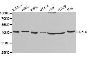 Western Blotting (WB) image for anti-Aprataxin (APTX) antibody (ABIN1876552) (Aprataxin antibody)