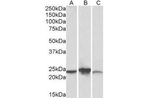 ABIN5539776 (0. (ABHD14B antibody  (AA 188-200))