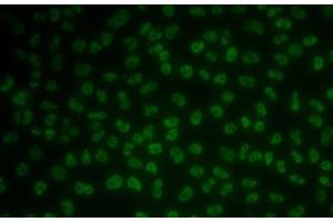 Immunofluorescence analysis of MCF7 cells using KHDRBS3 Polyclonal Antibody (KHDRBS3 antibody)