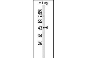 Western blot analysis of SD2 Antibody (N-term) (ABIN650737 and ABIN2839442) in mouse lung tissue lysates (35 μg/lane). (SMPD2 antibody  (N-Term))