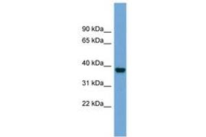 ATP1B4 antibody  (AA 215-264)