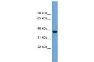 Image no. 1 for anti-ATPase, Na+/K+ Transporting, beta 4 Polypeptide (ATP1B4) (AA 215-264) antibody (ABIN6743439)