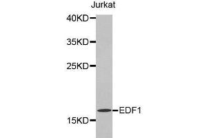 Western blot analysis of extracts of Jurkat cell lines, using EDF1 antibody. (EDF1 antibody  (AA 1-148))