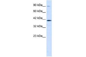 CCDC16 antibody (20R-1104) used at 0. (CCDC16 antibody  (Middle Region))
