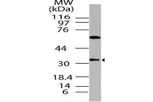 Image no. 1 for anti-Dual Specificity Phosphatase 13 (DUSP13) antibody (ABIN5027709) (DUSP13 antibody)
