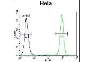 SSH3 Antibody (C-term) (ABIN655643 and ABIN2845120) flow cytometric analysis of Hela cells (right histogram) compared to a negative control cell (left histogram).