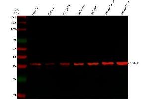 Western blot analysis of DDAH1 using anti-DDAH1 antibody (ABIN4886560). (DDAH1 antibody  (C-Term))