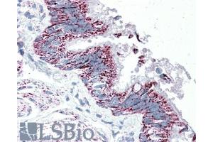 ABIN570833 (5µg/ml) staining of paraffin embedded Human Bronchus. (TTLL4 antibody  (Internal Region))