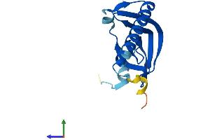 AlphaFold protein structure predicition of Mouse Recombinant Lsm1 Protein, UniprotID Q8VC85 (LSM1 Protein (AA 1-133) (His tag))