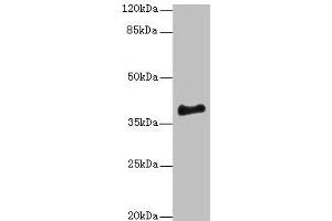 Western blot All lanes: ERLIN1 antibody at 4 μg/mL + Mouse brain tissue Secondary Goat polyclonal to rabbit IgG at 1/10000 dilution Predicted band size: 39 kDa Observed band size: 39 kDa (ERLIN1 antibody  (AA 27-346))