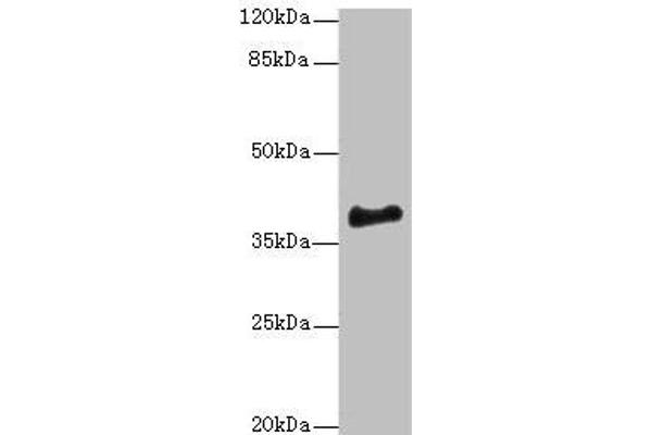 ERLIN1 Antikörper  (AA 27-346)
