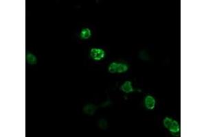 Image no. 3 for anti-Zinc Finger and SCAN Domain Containing 18 (ZSCAN18) antibody (ABIN1501856) (ZSCAN18 antibody)