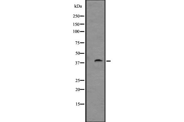 GPR88 antibody  (Internal Region)