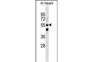 Western blot analysis in mouse heart tissue lysates (35ug/lane). (SMARCD1 antibody  (AA 309-335))