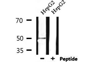 Western Blotting (WB) image for anti-Macrophage Scavenger Receptor 1 (MSR1) (N-Term) antibody (ABIN6263400)