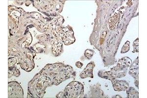 Immunohistochemistry (IHC) image for anti-Leukocyte Immunoglobulin-Like Receptor, Subfamily A (With TM Domain), Member 6 (LILRA6) (AA 24-443) antibody (ABIN1983300) (LILRA6 antibody  (AA 24-443))