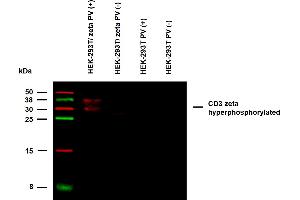 Anti-Hu CD3 zeta (pY72) Purified (clone EM-26) specificity verification by WB. (CD247 antibody  (Tyr72))