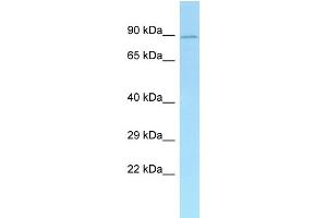 WB Suggested Anti-Add1 Antibody Titration: 1. (alpha Adducin antibody  (N-Term))