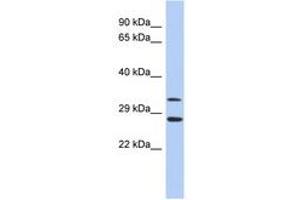 Image no. 1 for anti-Baculoviral IAP Repeat-Containing 7 (BIRC7) (C-Term) antibody (ABIN6744343) (BIRC7 antibody  (C-Term))