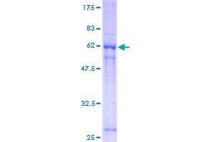 GNB1 Protein (AA 1-340) (GST tag)