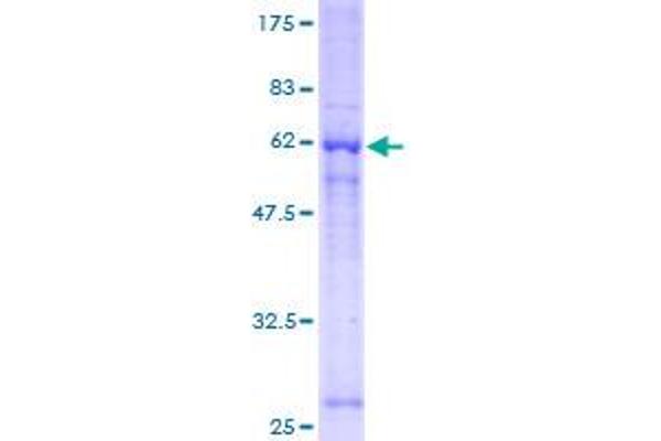 GNB1 Protein (AA 1-340) (GST tag)