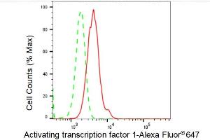 anti-Activating Transcription Factor 1 (AFT1) antibody