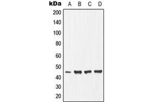 Western blot analysis of Ephrin B1 (pY317) expression in HepG2 (A), NIH3T3 (B), mouse heart (C), rat skeletal muscle (D) whole cell lysates. (Ephrin B1 antibody  (C-Term, pTyr317))