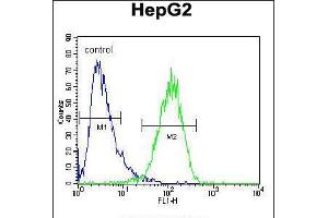 Flow cytometric analysis of HepG2 cells (right histogram) compared to a negative control cell (left histogram). (Hexosaminidase A antibody  (AA 315-343))