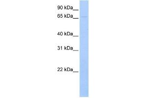 Ribophorin I antibody used at 1 ug/ml to detect target protein. (RPN1 antibody  (N-Term))