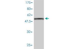 Western Blotting (WB) image for anti-CD79b Molecule, Immunoglobulin-Associated beta (CD79B) (AA 1-229) antibody (ABIN560258)