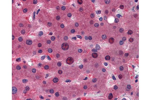 ZFAND6 antibody  (C-Term)