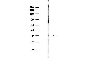 Western blot analysis of lysates from Mouse brain, using ARG1 Antibody at 1/1000 dilution.