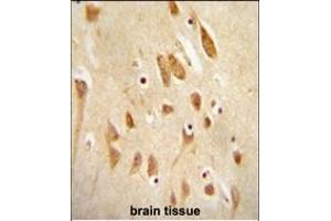 JNK1-/ antibody (ABIN654887 and ABIN2844539) immunohistochemistry analysis in formalin fixed and paraffin embedded human brain tissue followed by peroxidase conjugation of the secondary antibody and DAB staining. (JNK antibody  (AA 159-195))