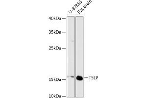 Western blot analysis of extracts of various cell lines, using TSLP antibody (ABIN6128843, ABIN6149624, ABIN6149626 and ABIN6217014) at 1:3000 dilution. (Thymic Stromal Lymphopoietin antibody  (AA 29-159))
